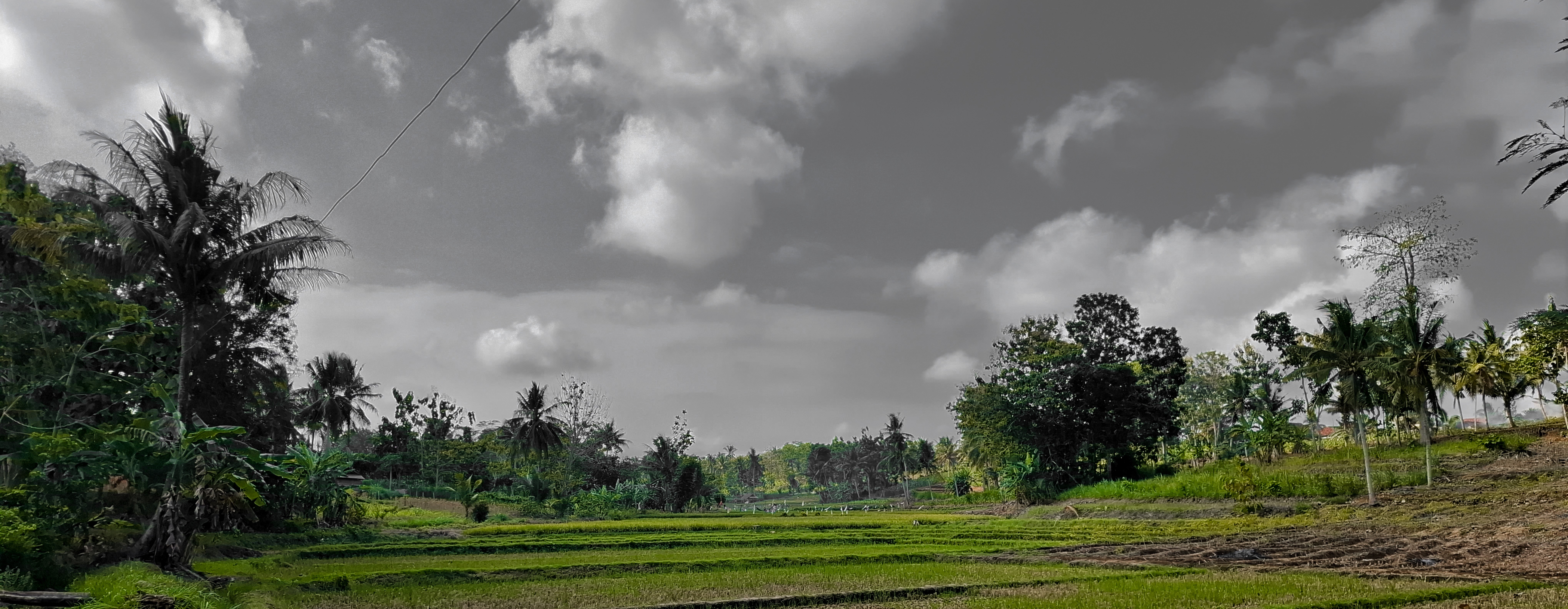 Pemandangan persawahan Desa Balerejo