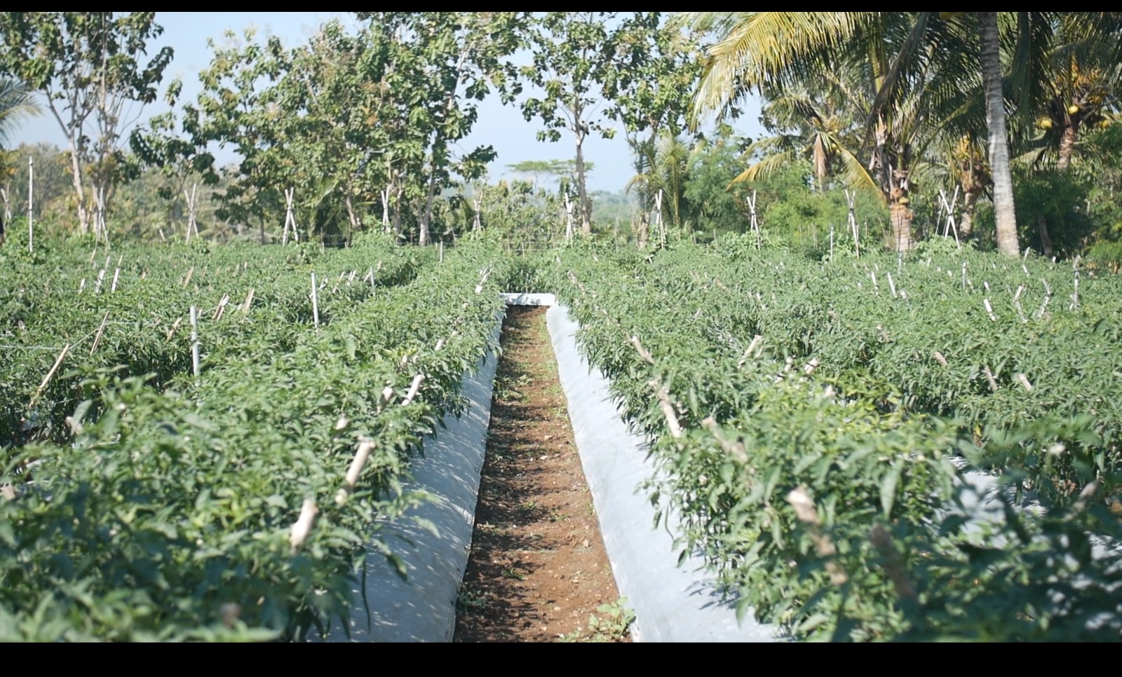 Kebun Cabai Desa