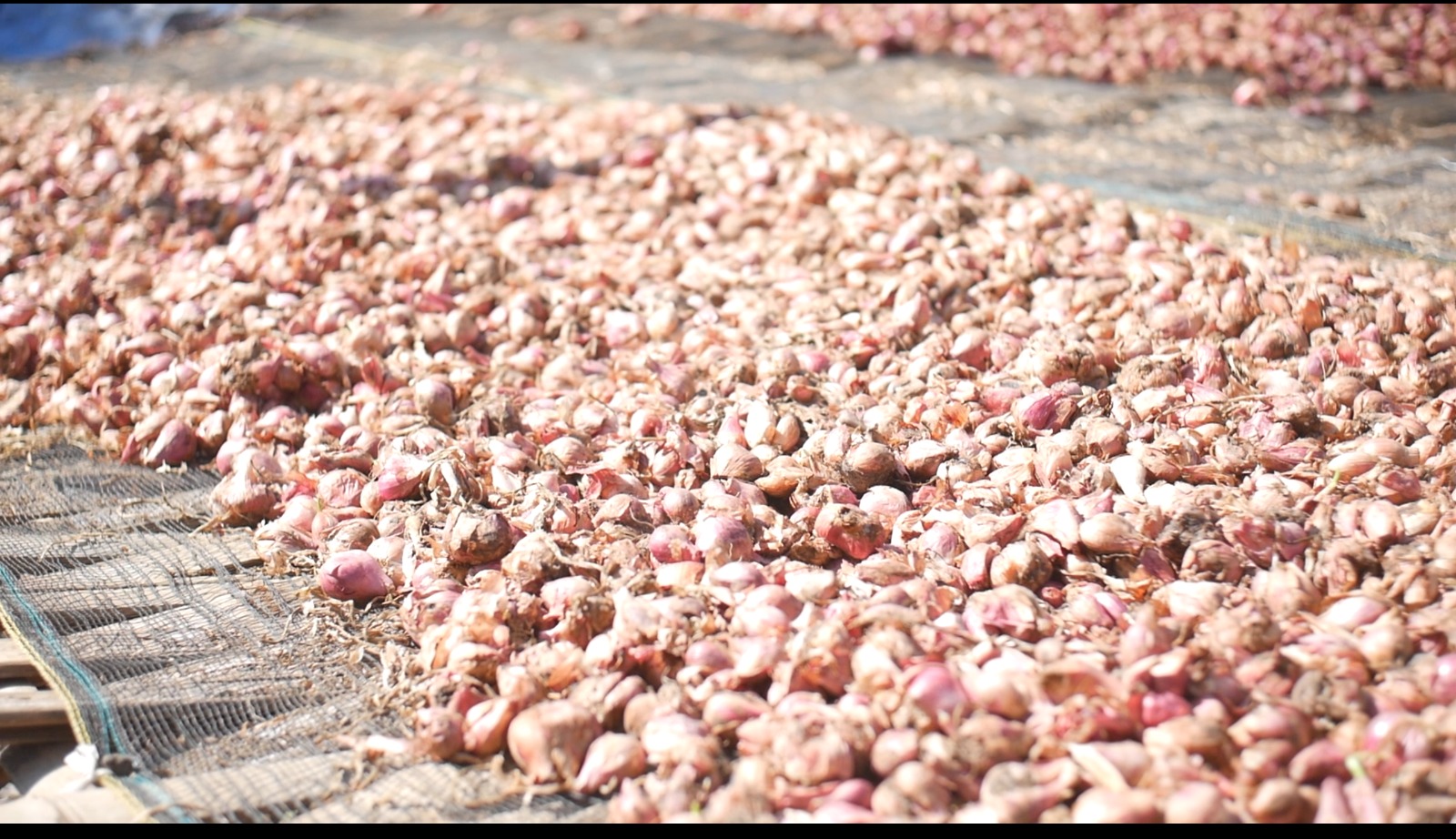 Panen Bawang Merah